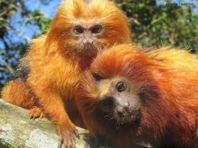 Imagem ilustrativa da imagem Animais em extinção