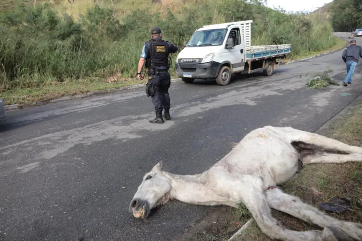 Com o impacto, pata do animal foi quebrada