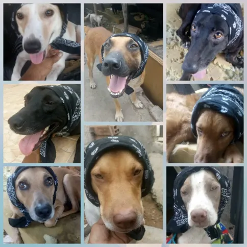Alguns dos cachorros de Andrea