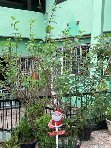 Até as plantas têm enfeites do 'bom velhinho'