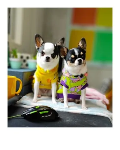 Amora e Oreo são os apresentadores do programa