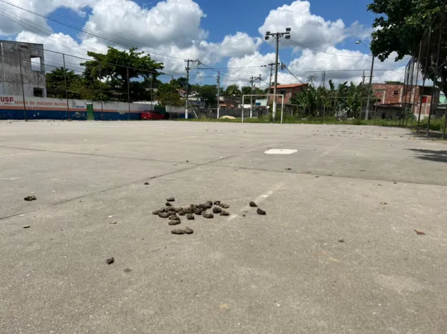 Animais defecam onde antes era uma quadra de basquete