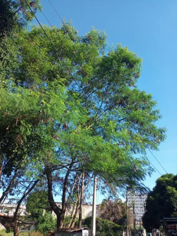 A rua fica ao lado do CE Adino Xavier