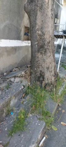 A árvore destrói calçadas e parte da rua