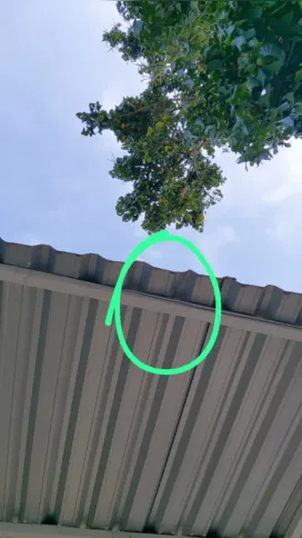 A árvore invade casas e cai em telhados