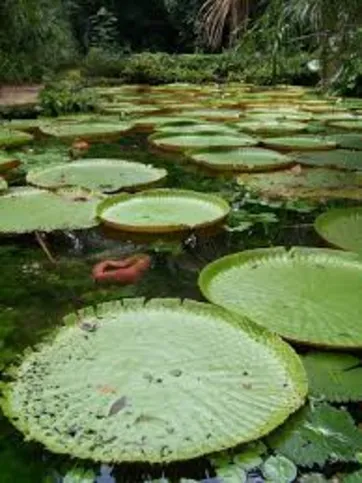 Vitória-régia é uma planta exclusivamente aquática