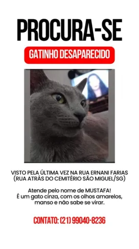 Imagem ilustrativa da imagem Onde está Mustafá? Família busca por gato desaparecido em São Gonçalo