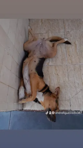 Princesa está com uma coleira cinza e roxa e tem uma das patinhas branca