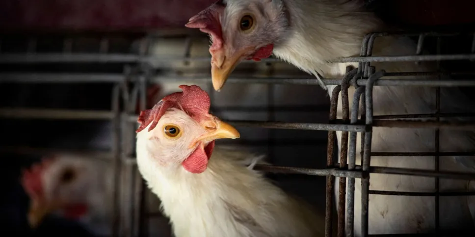 Não há confirmação de casos da H5N1 em humanos