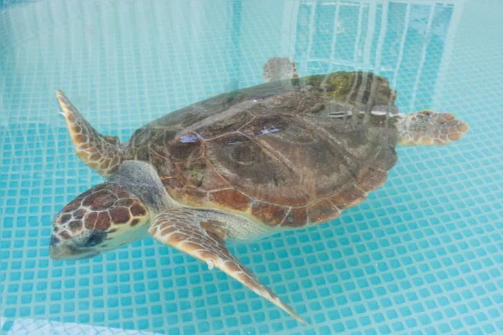 Imagem ilustrativa da imagem Tartarugas são devolvidas ao mar após reabilitação; vídeo