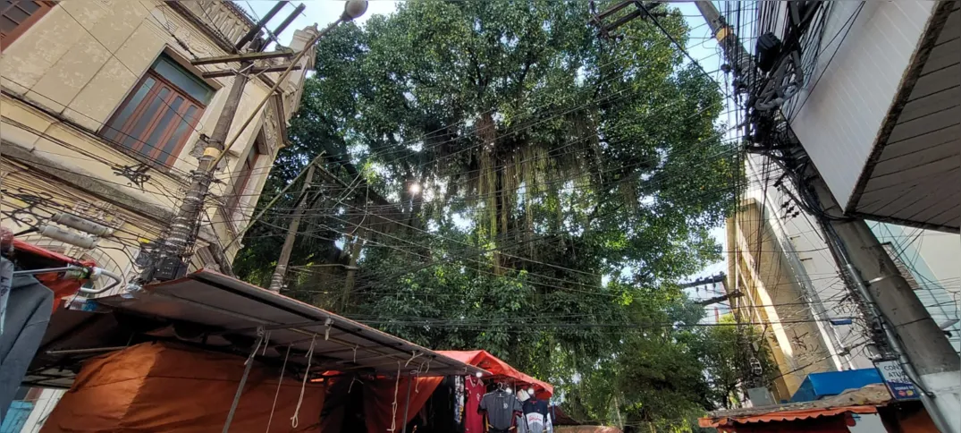 Os galhos da árvore estão encostando na fiação elétrica