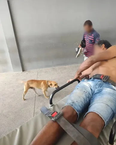 Imagem ilustrativa da imagem Cachorro caramelo segue ambulância que levava tutor por 3 km em Roraima