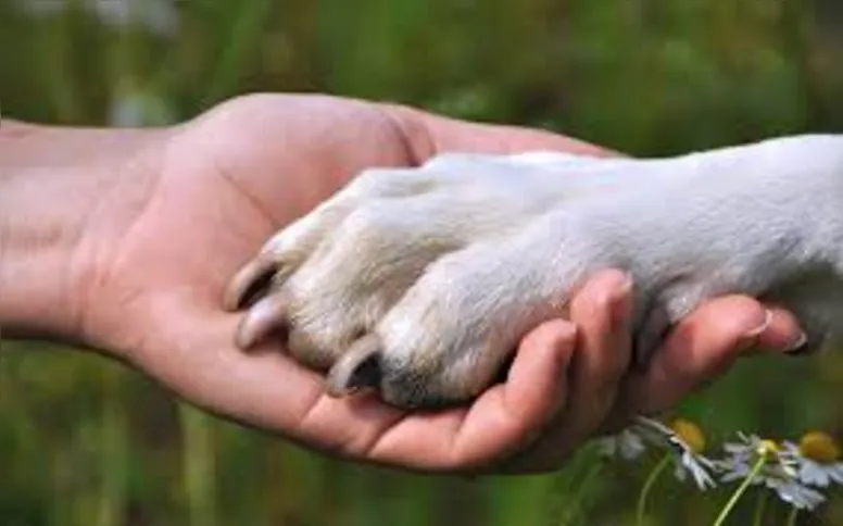 A interação com animais de estimação, em especial com cães, pode proporcionar benefícios à saúde mental e física das pessoas