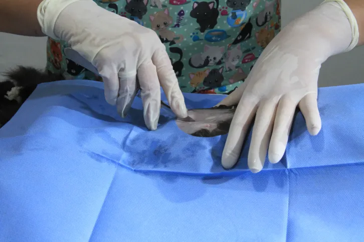 Imagem ilustrativa da imagem Agendamento de castração e atendimento veterinário em São Gonçalo