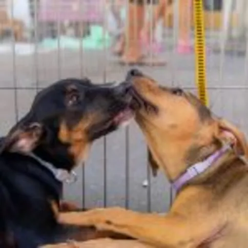 A ação é é realizada em conjunto com protetores do município, voluntários que resgatam e abrigam os pets até o momento da adoção