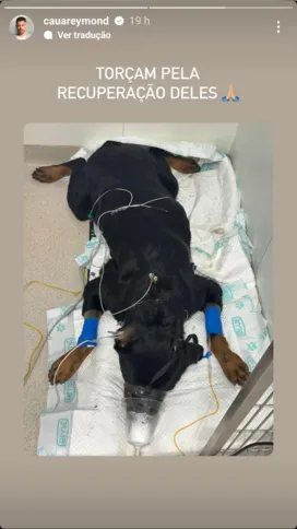 Um dos cachorros internado recebendo cuidados médicos