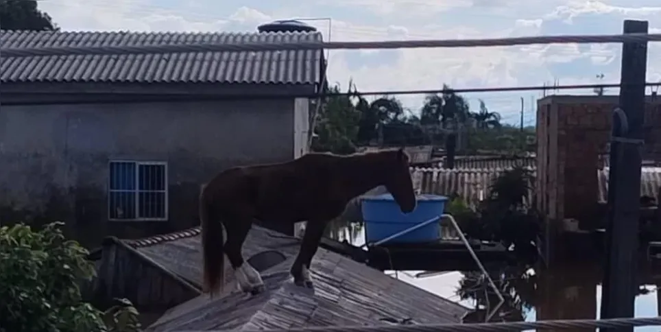 A égua estava ilhada em Canoas, no Rio Grande do Sul