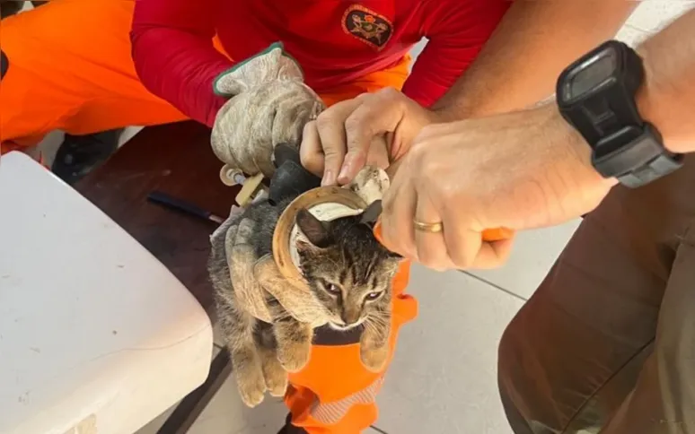 Com cuidado, os militares conseguiram libertar o felino, que, felizmente, não apresentava ferimentos