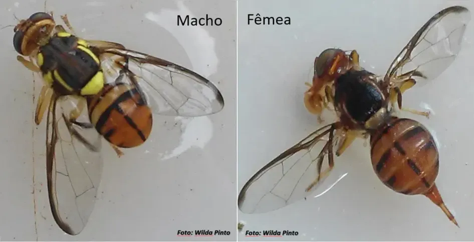 Espécie ataca 23 tipos diferentes de fruta