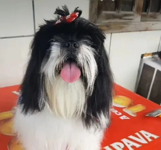 O cãozinho de estimação da família, o Shitzu de nome Floquinho, de dois anos, não resistiu à fumaça e veio a óbito no local