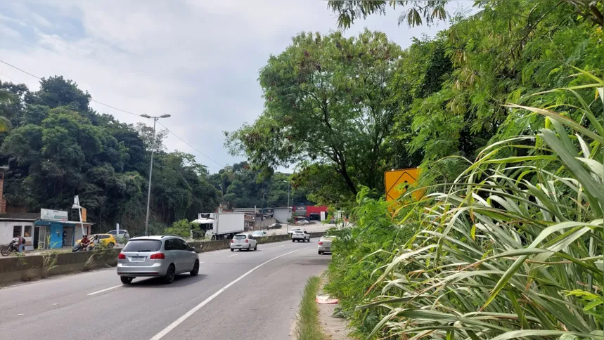 Mato alto dificultando a visualização de placas