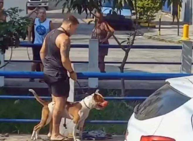 Pitbull fica com o focinho ensanguentado após morder outro cão