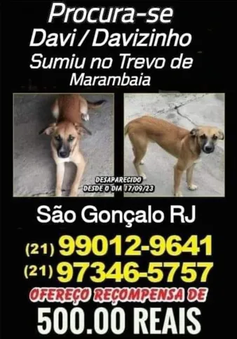 Animal tem pouco mais de dois anos e foi resgatado da rua ainda filhote