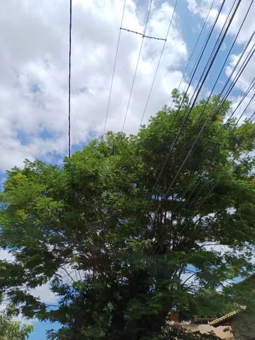 Imagem ilustrativa da imagem Moradores da Trindade pedem poda urgente de árvore que encosta na rede elétrica