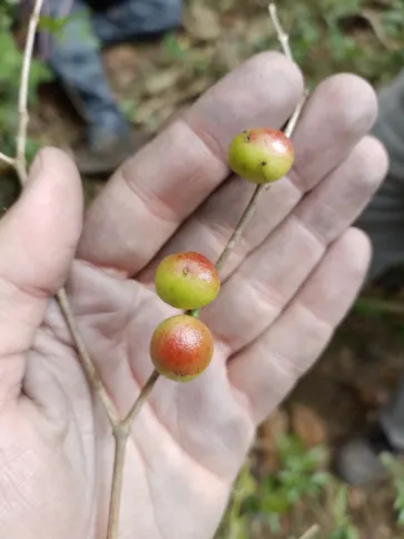 Frutos da nova espécie de árvore descoberta