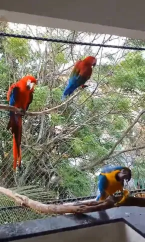 Diversas espécies de aves foram encontradas na operação