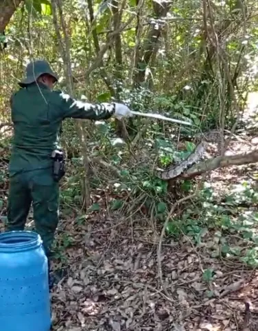 A jiboia foi reintegrada na área de Proteção Ambiental da Ilha do Pontal