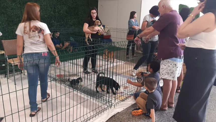 Animais já estão vacinados e vermifugados