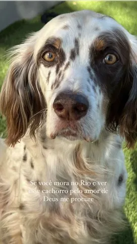 Charlie, cachorro da cantora que fugiu