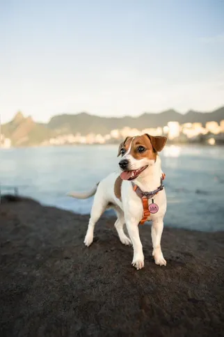 A criação do canil tem acompanhamento veterinário mensal e um cuidado especial com os cães
