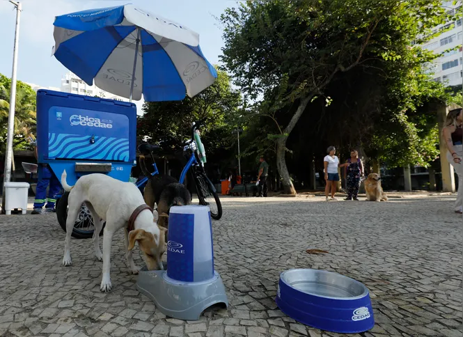 Os animais foram lembrados pelas ações de combate ao calor extremo