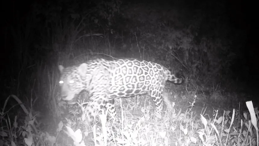 A onça-pintada é de extrema importância no equilíbrio dos ecossistemas onde estão inseridas