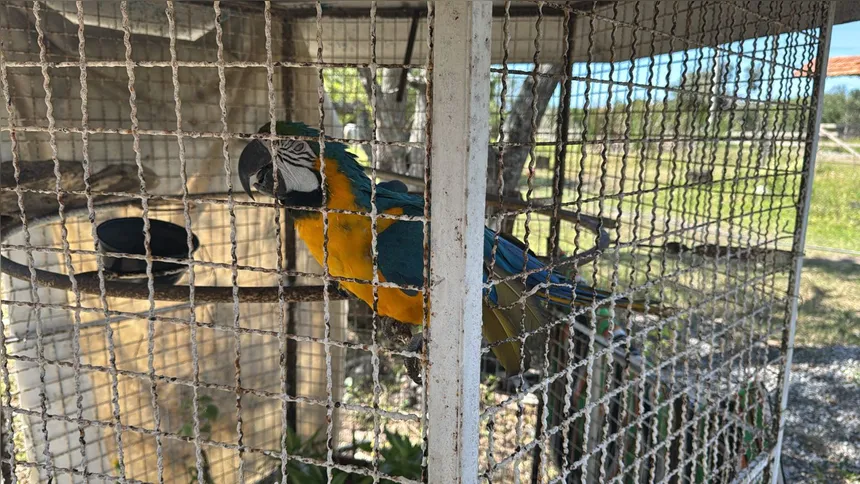 A arara canindé também foi resgatada