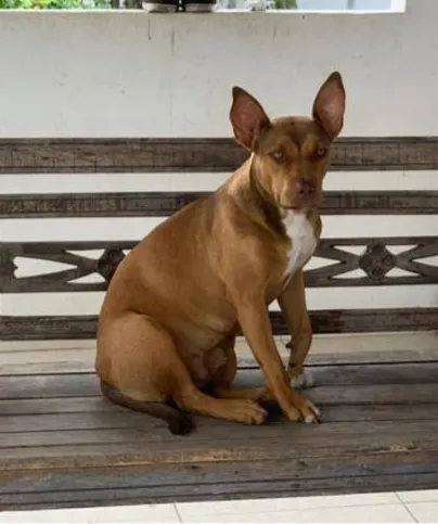 Cookie é uma cachorra da raça pitbull