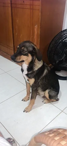 Suzy é uma cachorra -Sem Raça Definida (SRD)