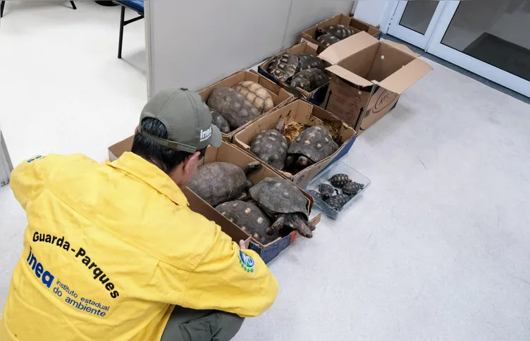 Os animais estão sendo encaminhados a centros de triagem para garantir sua reintrodução à natureza