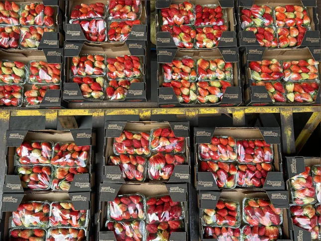 Caixa com quatro bandejas saindo a R$ 40 em hortifruti no Ceasa