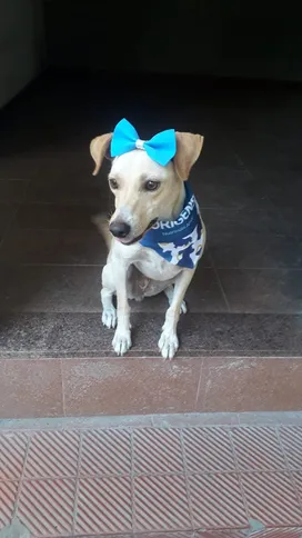 O evento reúne animais jovens e idosos
