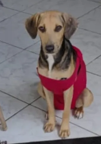 Os tutores que adotarem os animais terão desconto em exames e vacinas além de outros brindes