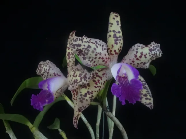 O evento contará também com palestras gratuitas