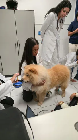 Imagem ilustrativa da imagem Alunos do curso de veterinária realizam aula prática de clínica com pequenos animais na Universo