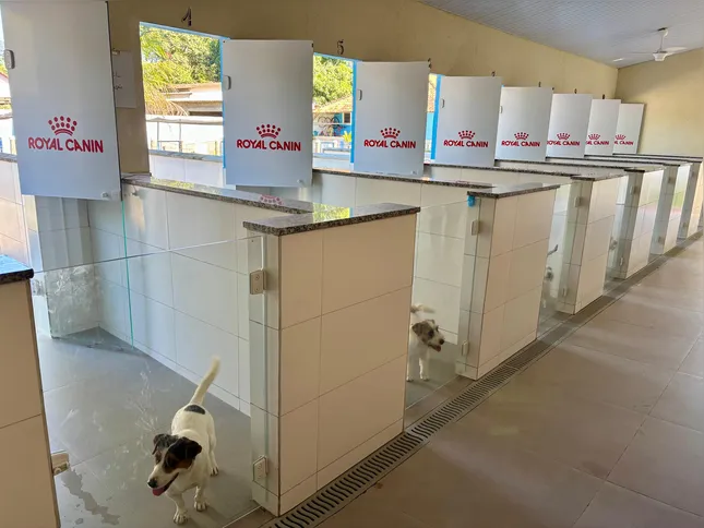 O canil de criação de Jack Russell Terrier opera há 15 anos