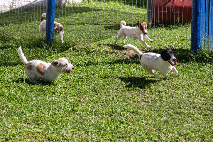 O cão ganhou popularidade com o filme 'O Máscara’