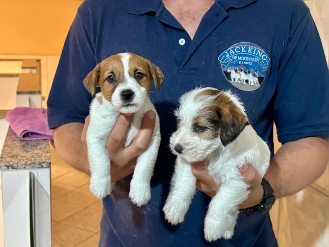 Se o cão não atender às exigências para competições ele é encaminhado para compra
