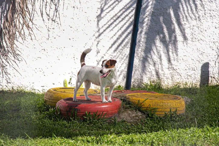 A diferença da pelagem influencia no comportamento dos cães