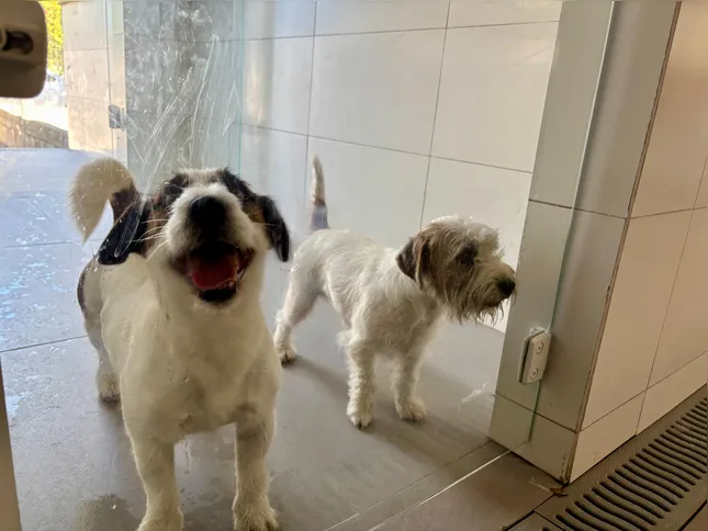 O Jack Russell Terrier foi a raça escolhida opara uma nova criação de David